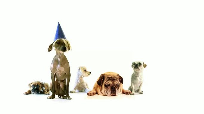 狗狗超级派对狗狗超级派对