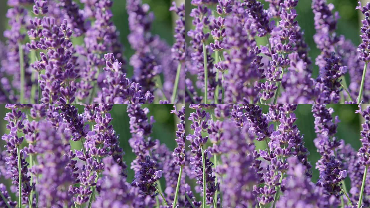 Dop，宏观，特写: 紫丁香紫花在夏日的微风中轻轻绽放。