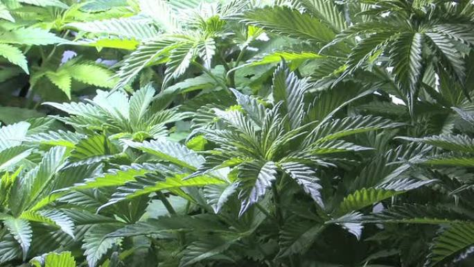 大麻，医用，杂草，植物，大麻，大麻