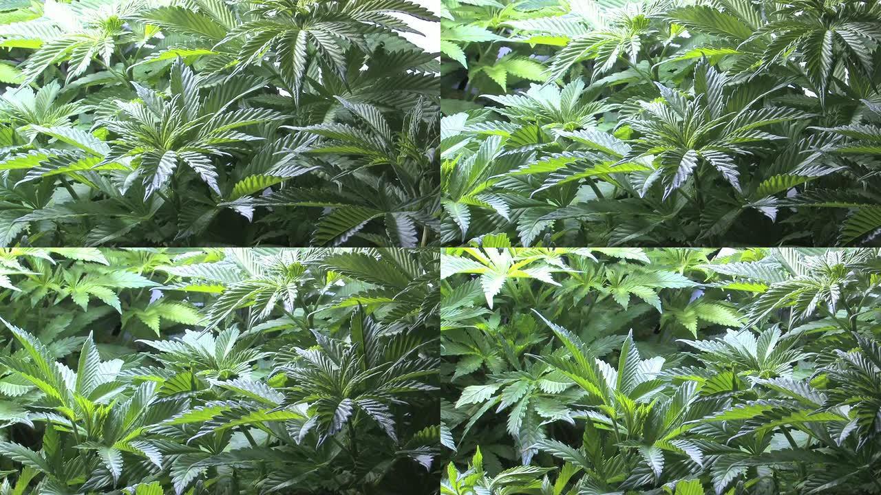 大麻，医用，杂草，植物，大麻，大麻
