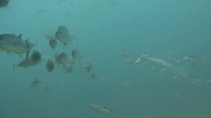 身子扁而长的白鱼海洋大海野生动物海底世界
