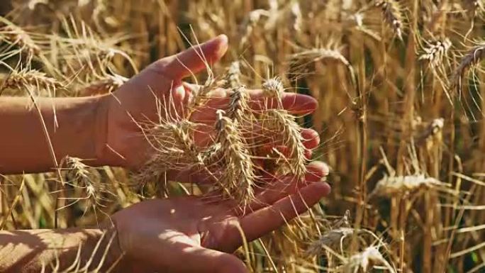 农民抚摸着，审视着小麦的收成，慢动作