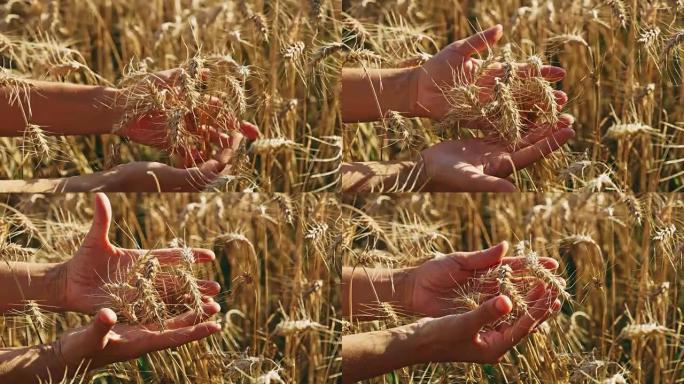 农民抚摸着，审视着小麦的收成，慢动作