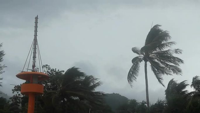 风暴吹着椰子树。风暴吹着椰子树
