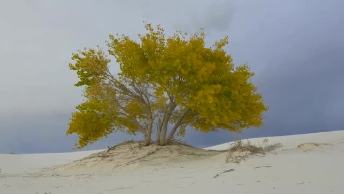 沙质沙漠中五颜六色的秋树，雷暴闪电
