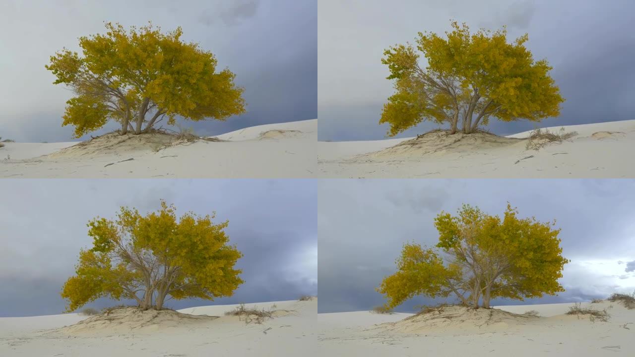 沙质沙漠中五颜六色的秋树，雷暴闪电