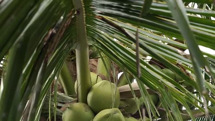 椰子树的倾斜镜头