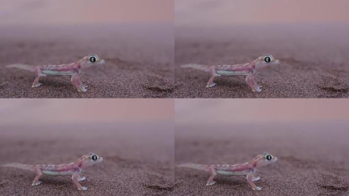 沙漠生境中网状足/Palmato壁虎的4k广角镜头