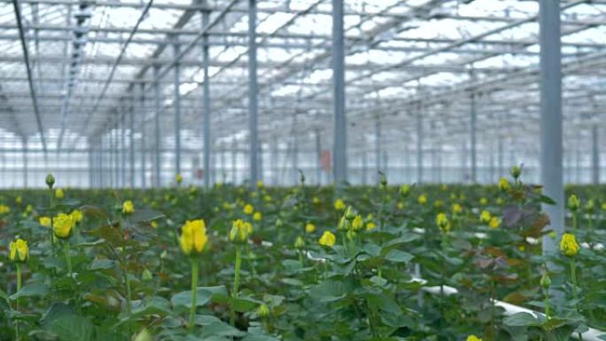 在工业温室里，黄色的玫瑰花蕾仍未开放。