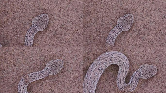 响尾蛇/Peringuey的加法器在沙子上移动的4k特写