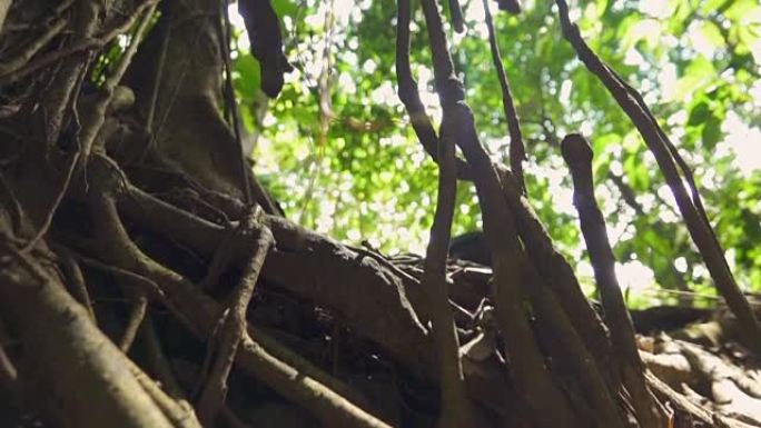 巴厘岛猴子森林古树上的宏观特写木质丛林藤蔓 & 根