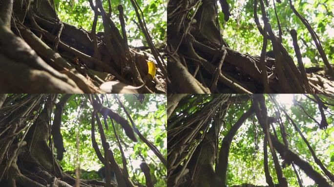 巴厘岛猴子森林古树上的宏观特写木质丛林藤蔓 & 根