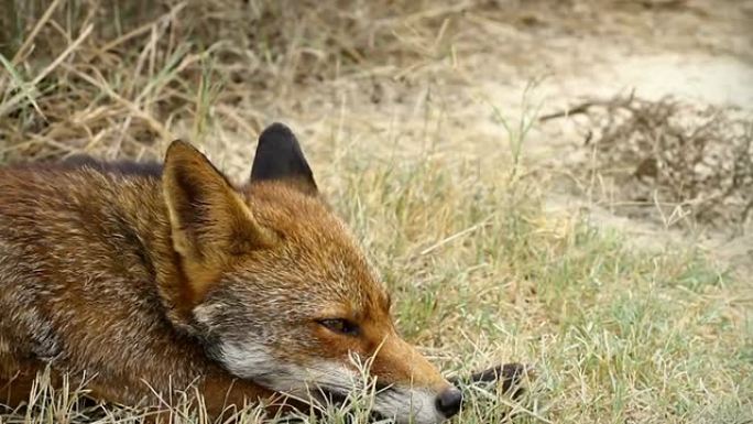 红狐特写视频红狐野生动物