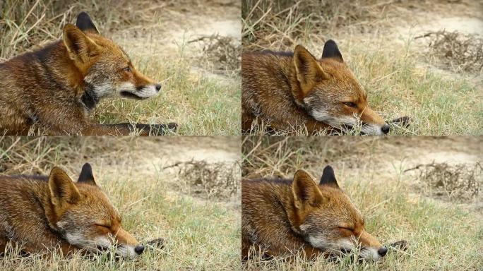 红狐特写视频红狐野生动物