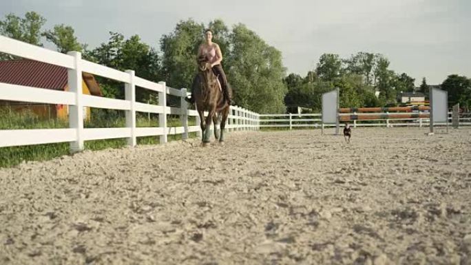 慢镜头:小狗沿着骑马的女人快速奔跑