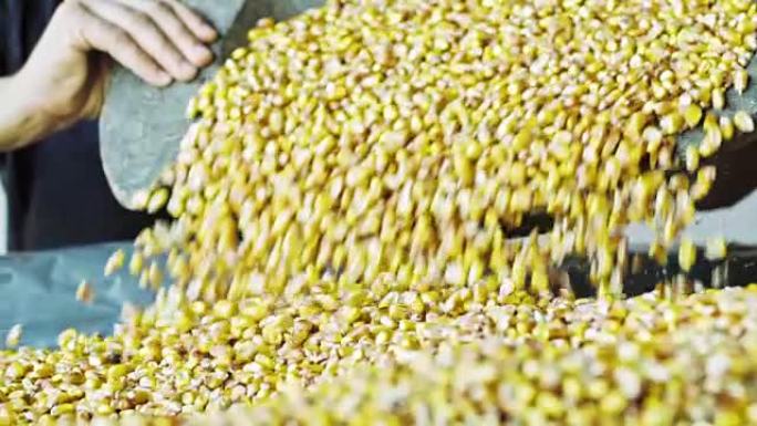 农民浇灌新鲜收获的黄色玉米粒，慢动作