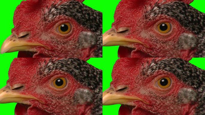 鸡眼绿色扣像特写镜头瞳孔放大