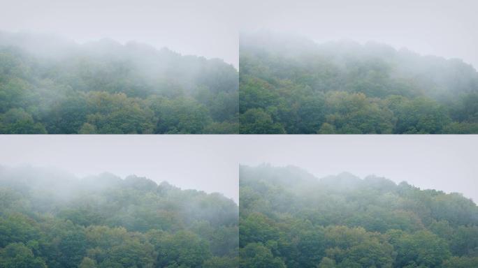 薄雾在森林树顶上移动