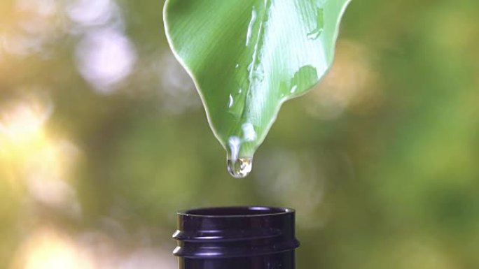 慢动作，水滴从绿叶到带有自然绿色背景的瓶子。