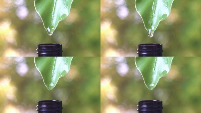 慢动作，水滴从绿叶到带有自然绿色背景的瓶子。