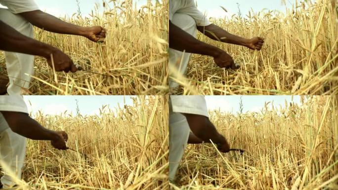 高清: 非洲农民收割小麦