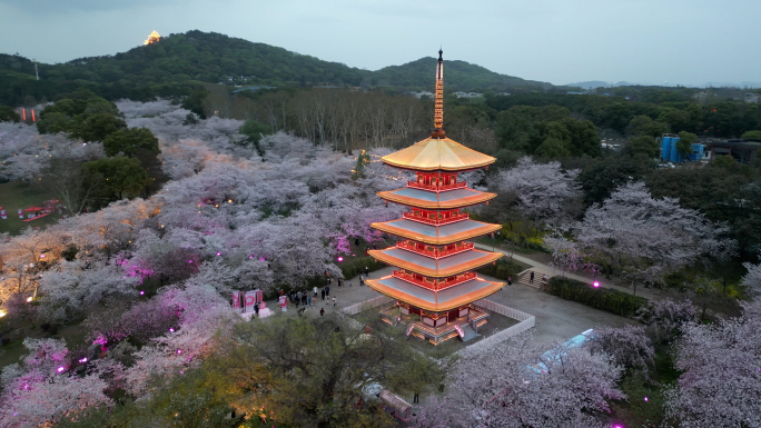 武汉东湖景区樱花园花开灿烂风光无限4K