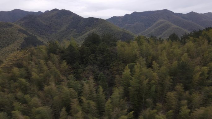 适合开头氛围的森林山丘