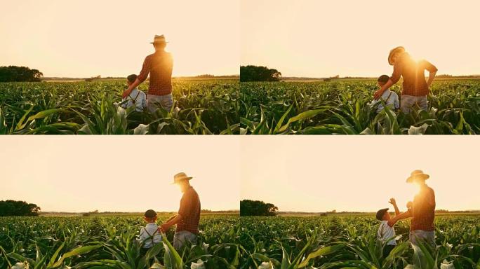 男性农民和儿子在阳光明媚，田园诗般的农村玉米田里交谈和击掌，实时