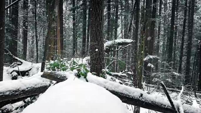 埋在雪中的森林原木