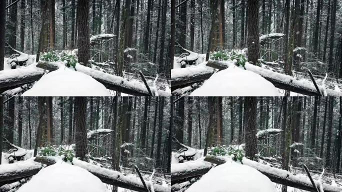 埋在雪中的森林原木