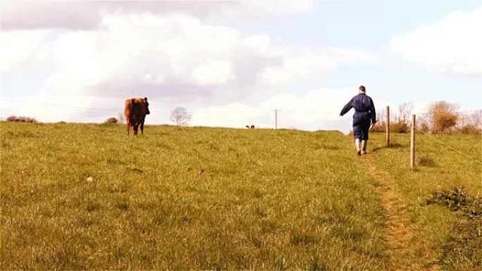 牛农在田里散步