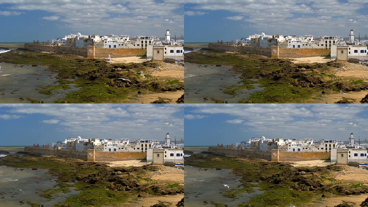 摩洛哥大西洋沿岸的埃索维拉市。海鸥飞
