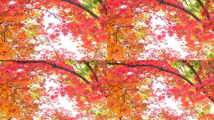 韩国首尔公园的秋天