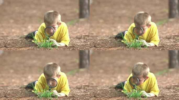 公园里的小男孩用放大镜检查植物
