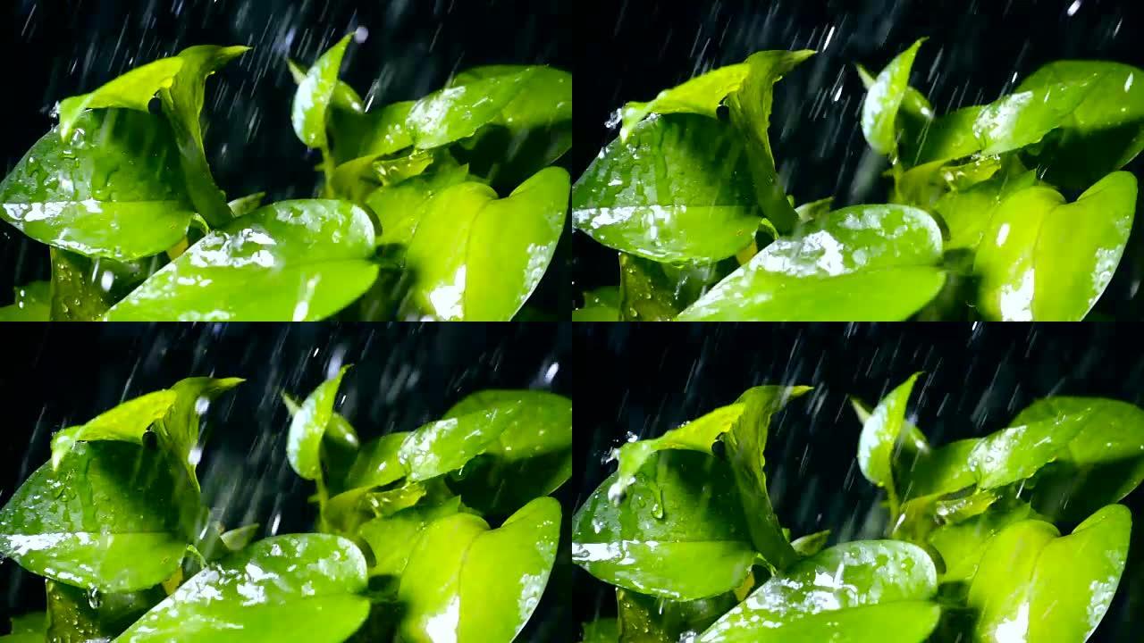 雨滴落在绿色植物上