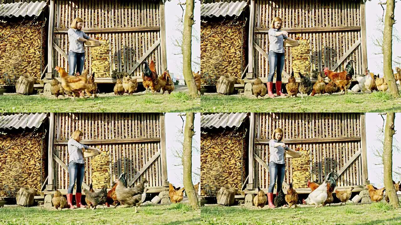 WS妇女在一个小农场喂母鸡