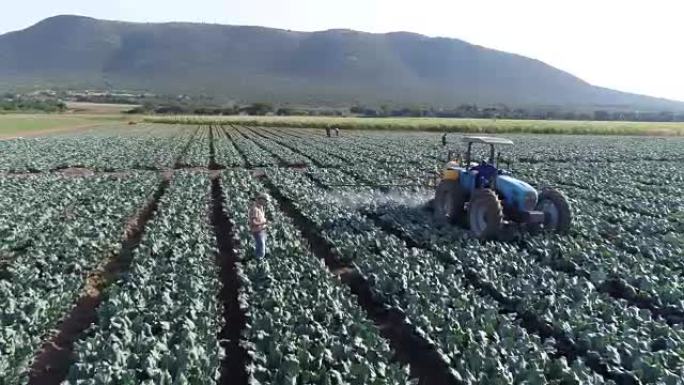 使用数字平板电脑和监控拖拉机在农作物上喷洒农药的农民的鸟瞰图