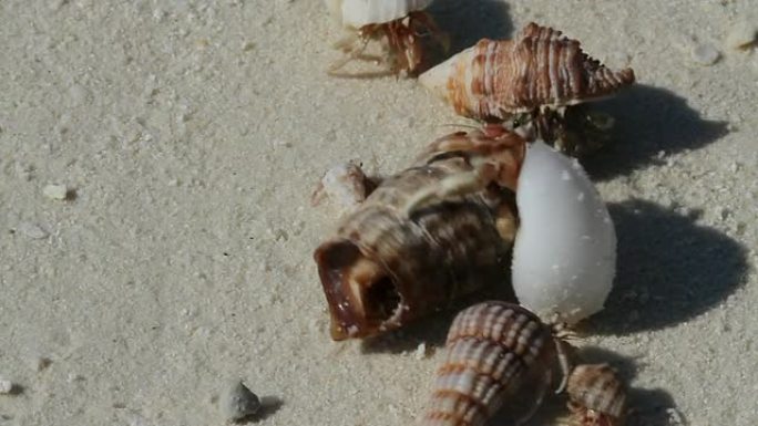 海滩上的隐士螃蟹