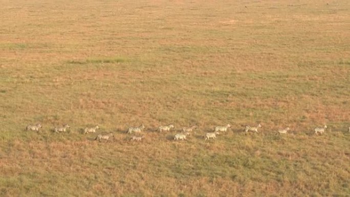 空中: 日落时分，一大群野生斑马在热带草原上奔跑