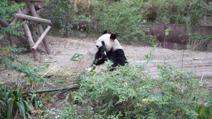 4K大熊猫吃竹子吃树叶