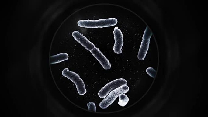 显微镜下的细菌-黑色