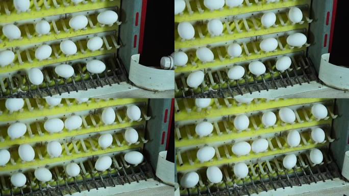 家禽养殖场内的鸡蛋生产线