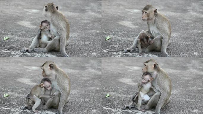 猴子带着它的宝宝。