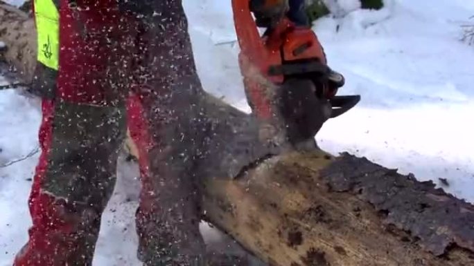 慢动作: 伐木工人砍伐树干