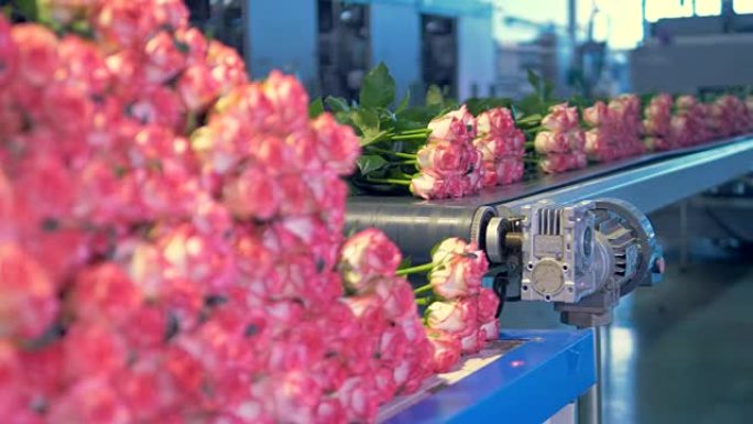 一家花卉工厂，一堆新鲜的玫瑰在输送机上缓慢地装载和运输。4K。