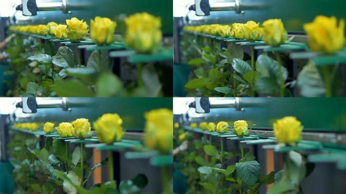 聚焦黄玫瑰的花卉分级机。