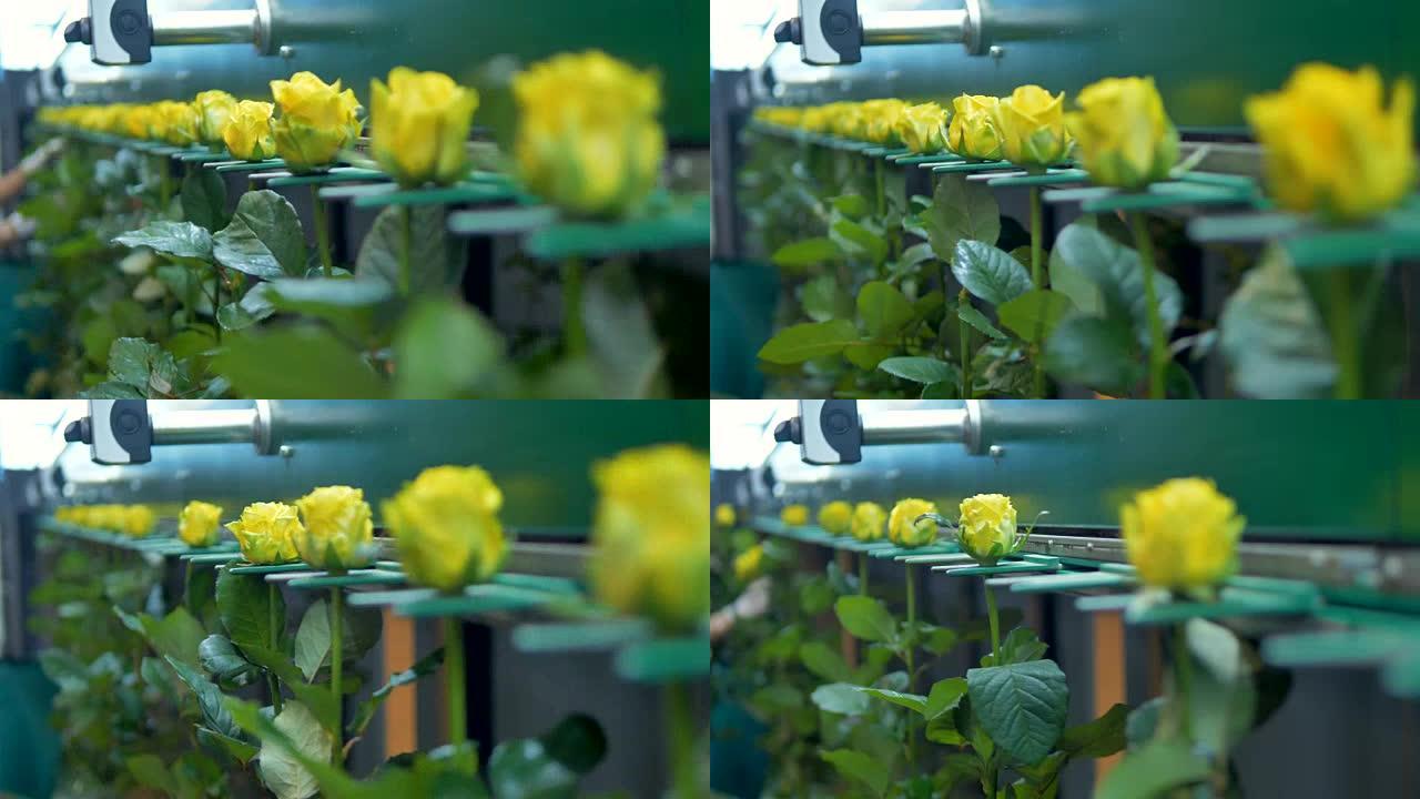 聚焦黄玫瑰的花卉分级机。