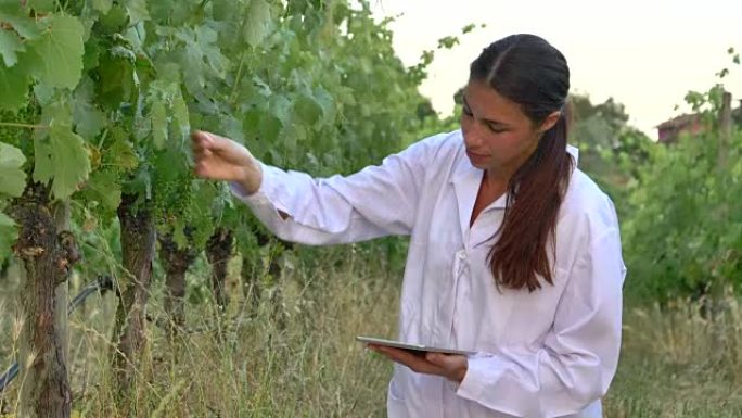 一位植物专家，在白大褂中检查田间大豆，在一片绿色植物的背景下进行测试分析。概念生态，生物产品，检验，