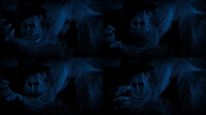 银背大猩猩在夜间丛林中进食
