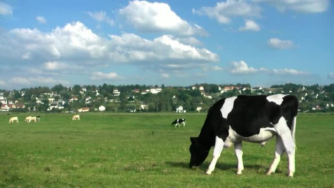 奶牛在草地上吃草奶牛在草地上吃草